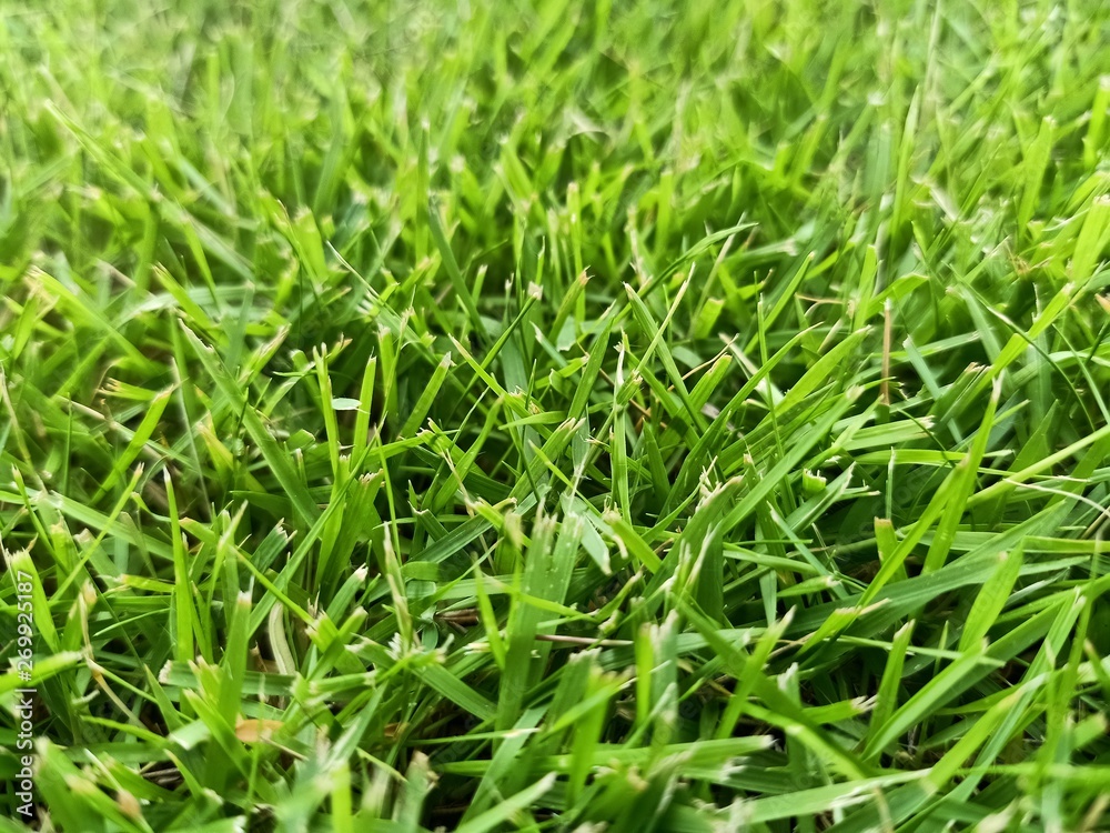 green grass with water drops green grass with water drops