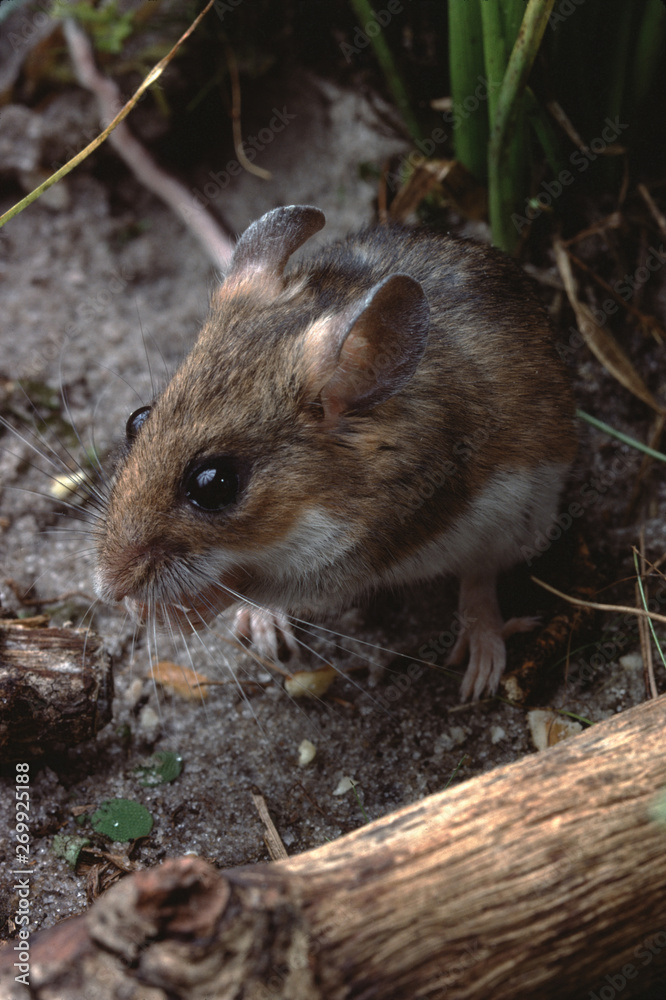 White-Footed Mouse (Peromyscus Leucopus) White-Footed Mouse (Peromyscus Leucopus)