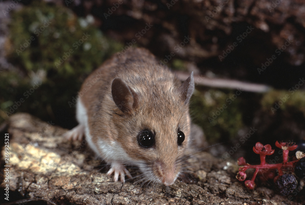 White-Footed Mouse (Peromyscus Leucopus) White-Footed Mouse (Peromyscus Leucopus)