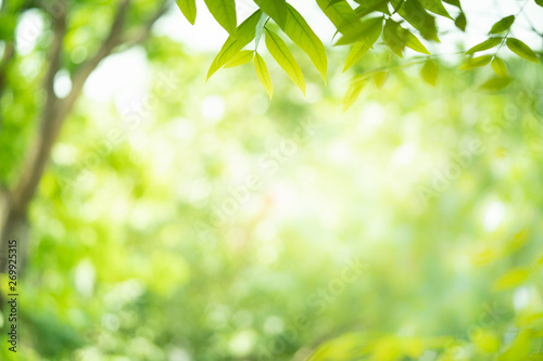 Green nature with beauty bokeh background