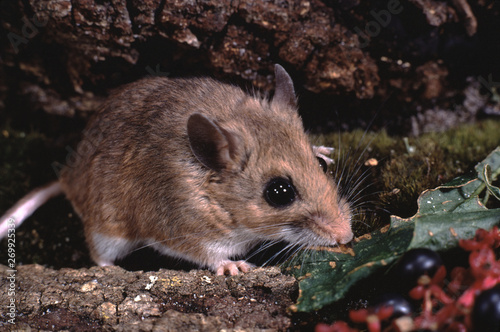 White-Footed Mouse (Peromyscus Leucopus)