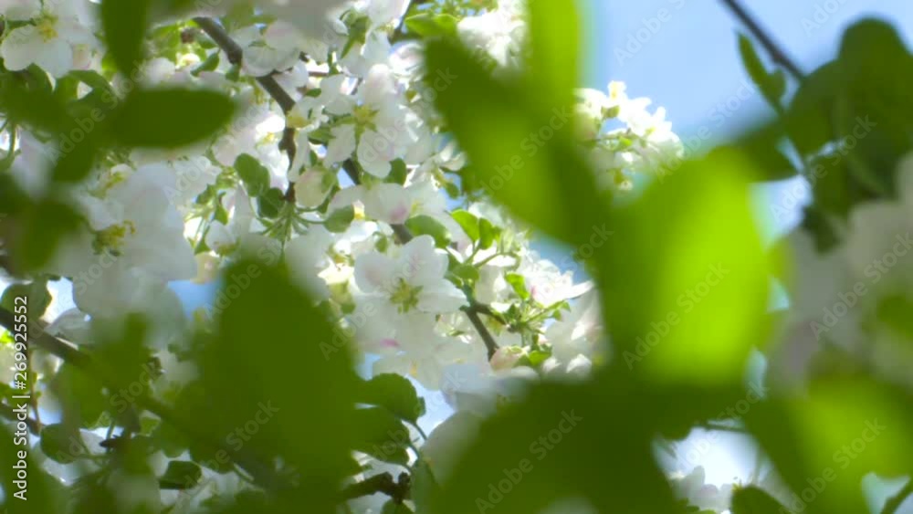 Gorgeous apple tree blossom in full bloom on a warm, sunny spring day