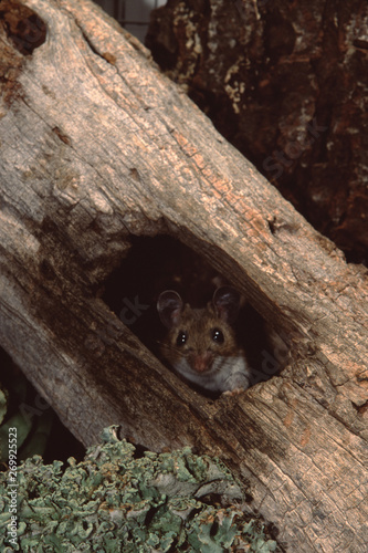 White-Footed Mouse (Peromyscus Leucopus) photo