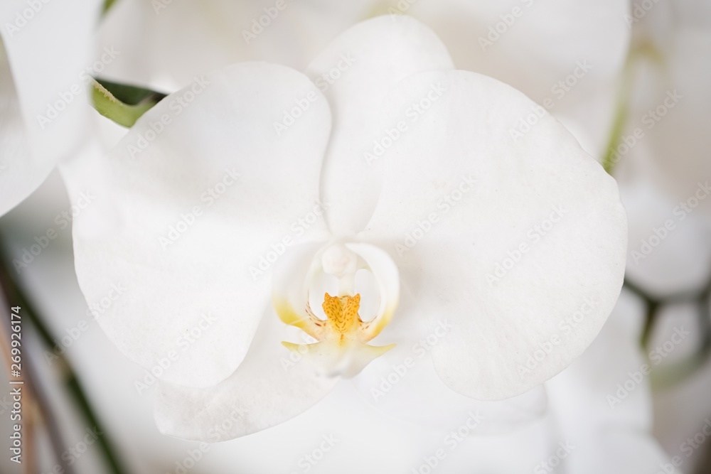 Obraz premium Orchidea