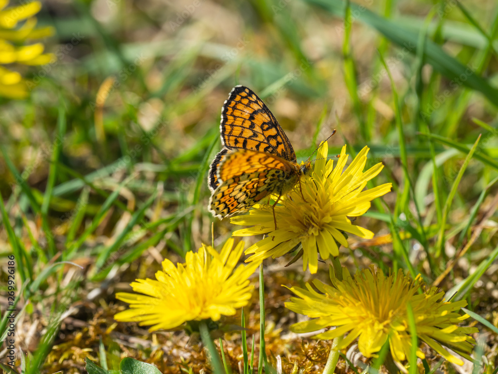Obraz premium Glanville Fritillary (Melitaea cinxia ) butterfly on a dandelion.