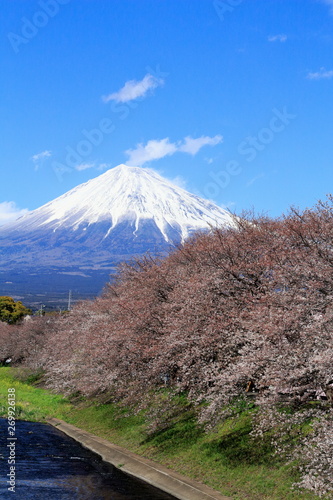 Mt.Fuji & Cherry Blossoms At Ryugenbuchi © Ultra Tama
