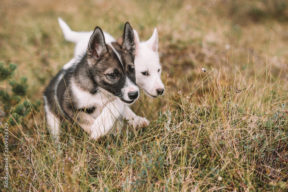 portrait of husky puppies