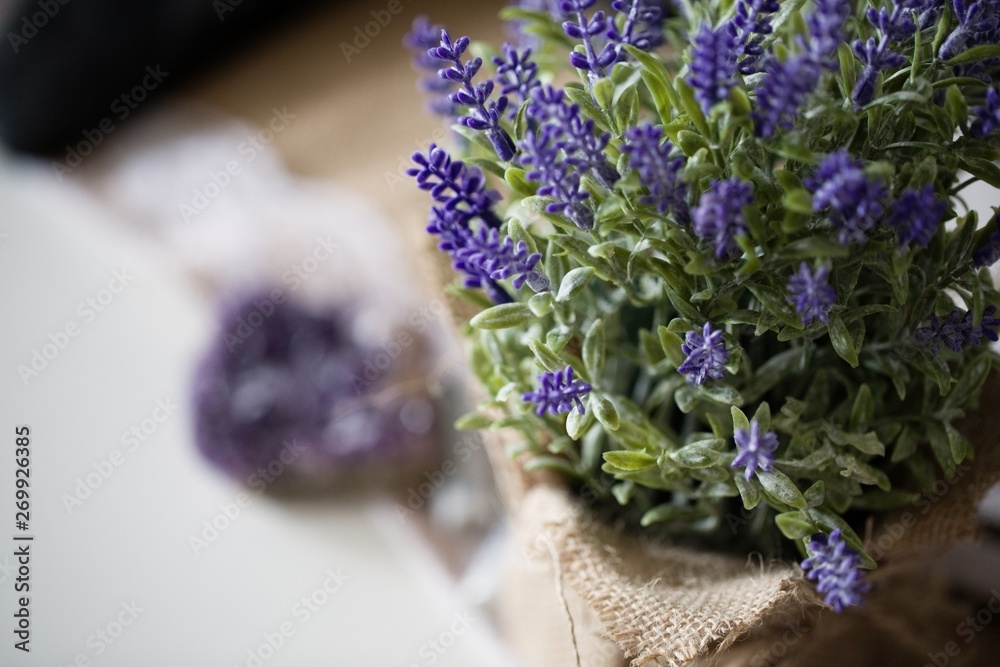 Fototapeta premium Lavender & Amethyst