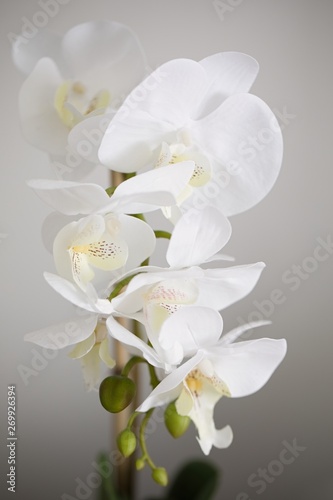 Orchid