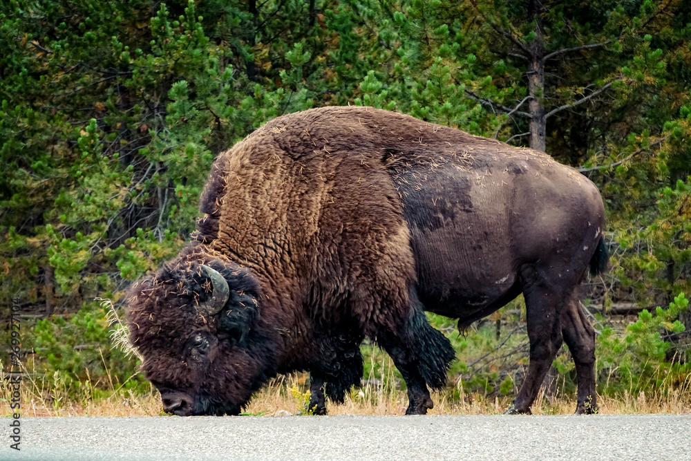 Bison near the road in Yellowstone National Park Bison near the road in Yellowstone National Park