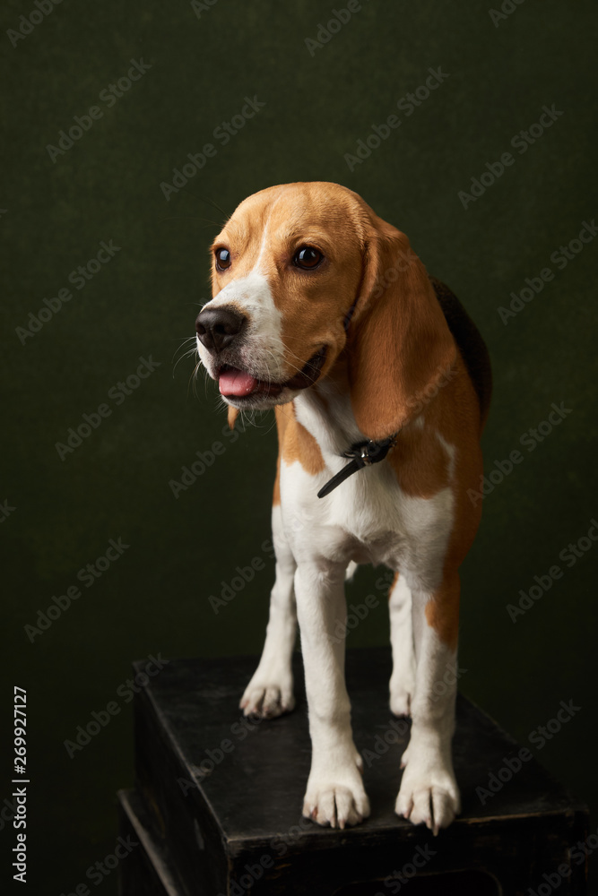 Beautiful Beagle dog portrait on dark background with copy space, close-up