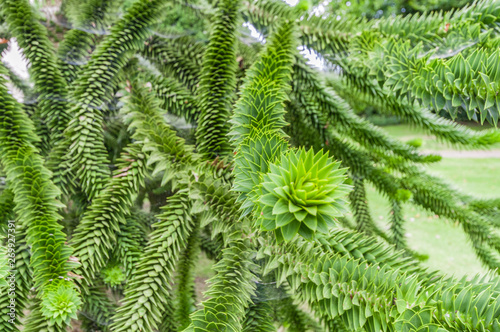 Closeup detail of a monkey puzzle tree.