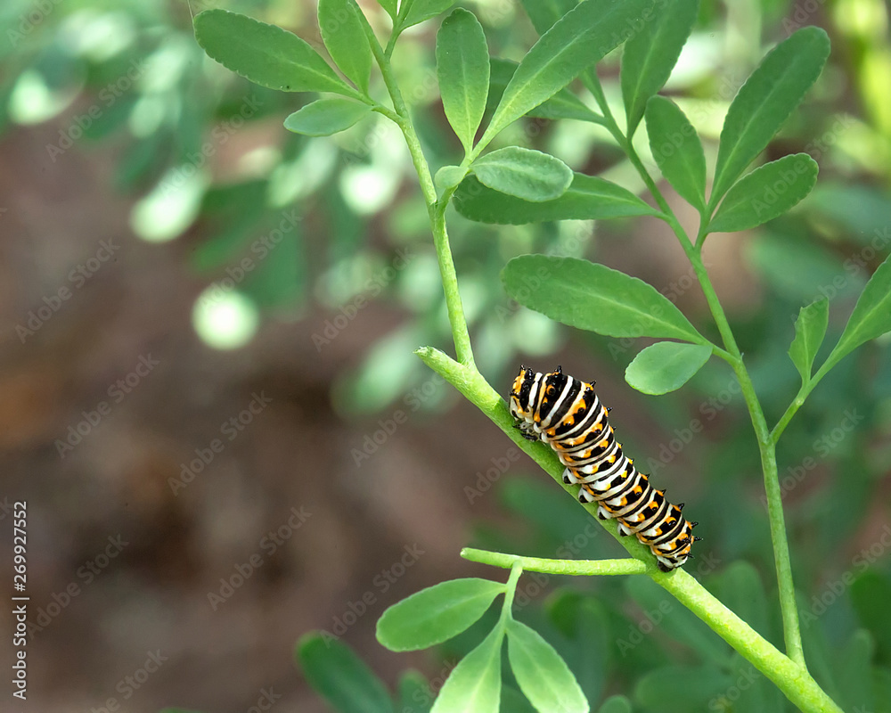 Macro of a young Black Swallowtail Caterpillar munching away on a rue plant.  Common rue is the larvae food source for the black swallowtail butterfly.