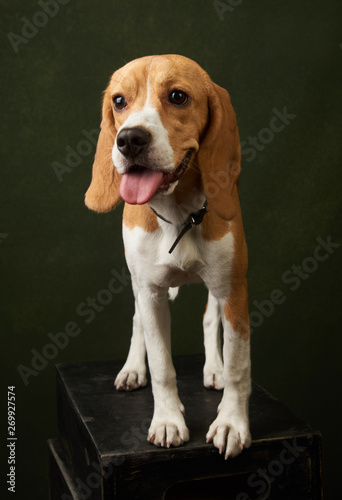 Cute Beagle dog portrait on dark background with copy space, close-up