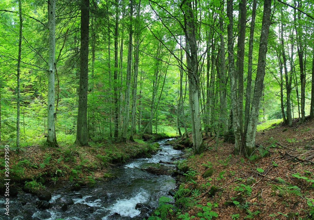 Obraz premium a mountain stream among green trees