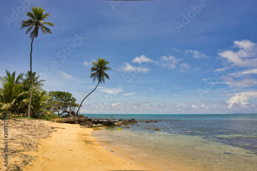 large coconut palms on the beach in summer © carles