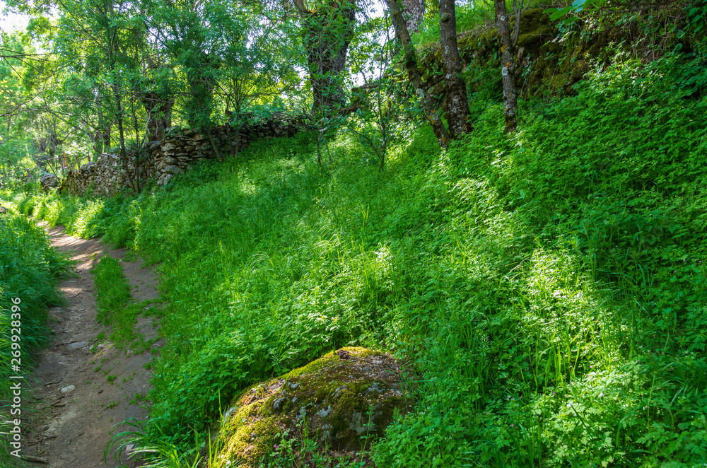 Obraz premium Ścieżka między lasem a wiosną trawą