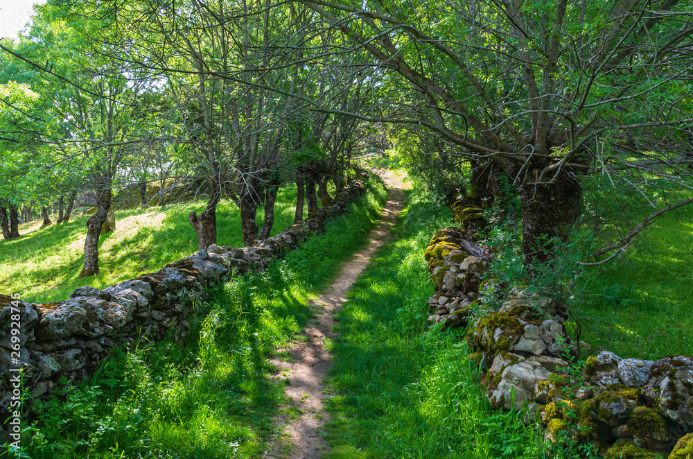 Obraz premium A path between the forest and the grass in spring