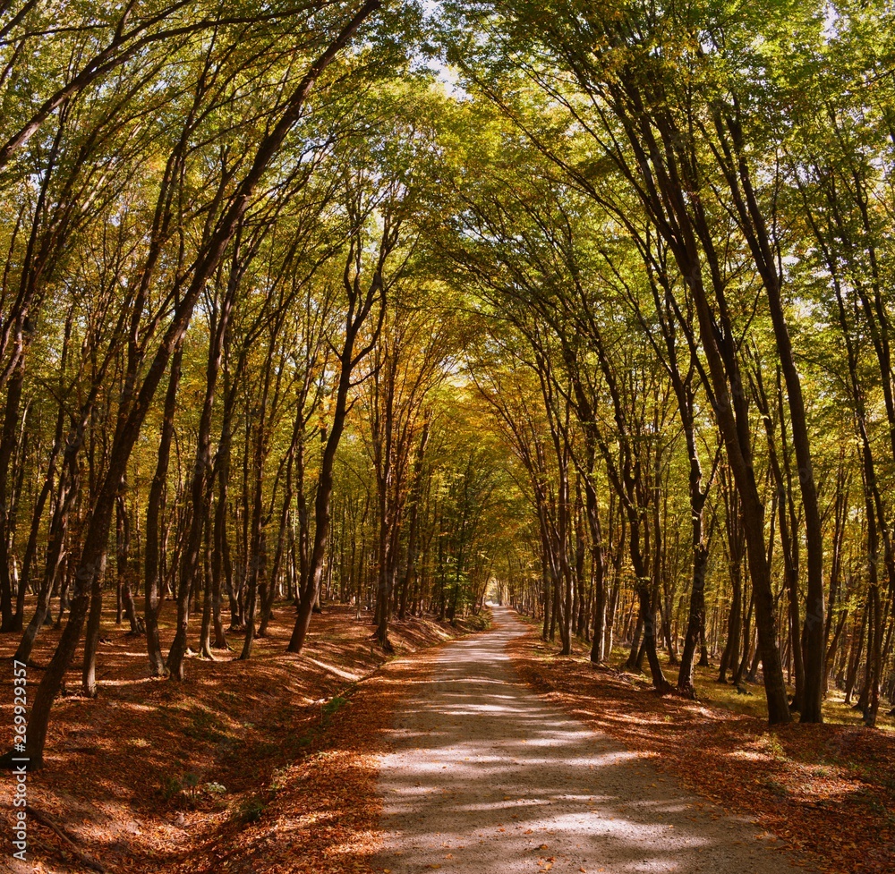 Obraz premium a road through forest trees yellowed