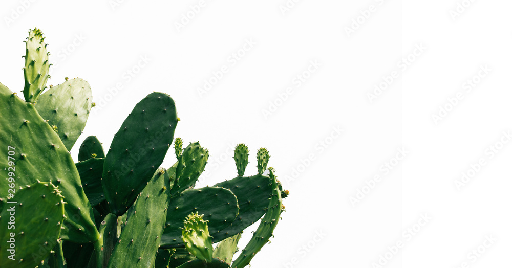 green cactus on white background - obrazy, fototapety, plakaty 