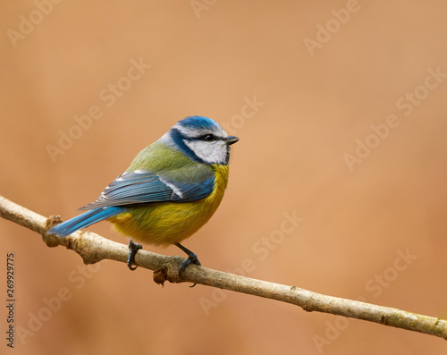 Eurasian blue tit (Cyanistes caeruleus)