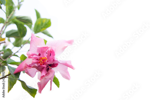 Pink flower with leaves on white ground