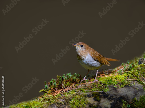 Veery Perched on Log Covered in Moss in Spring photo