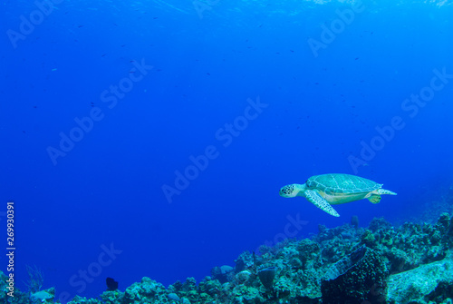 A turtle in his happy place. The wamr water of the Cayman Islands offers a perfect environment for this sea creature. The turtle lives on the reef and comes into shore to lay eggs © drew