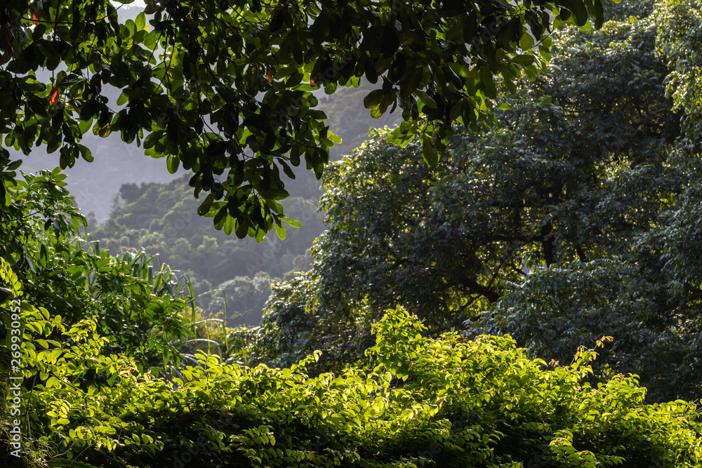 Fototapeta premium The lush vegetation of the Botanical Garden of Rio de Janeiro in the Brazilian autumn.