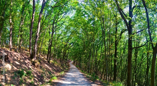 a road in the green forest