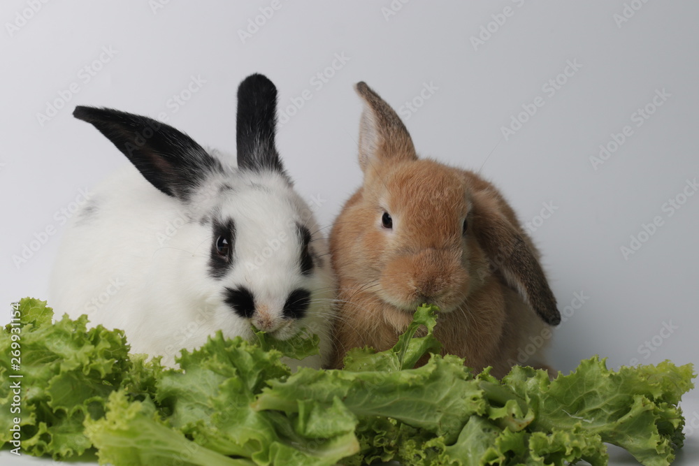 Duo Bunny Rabbit , Black and White and Brown Duo Bunny Rabbit , Black and White and Brown