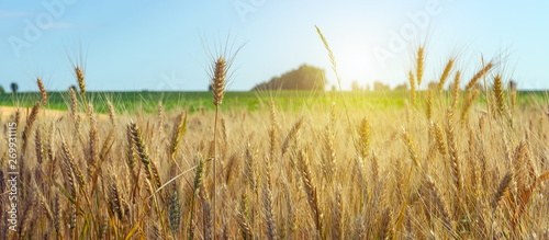 Agriculture Wheat crop field summer landscape rich harvest