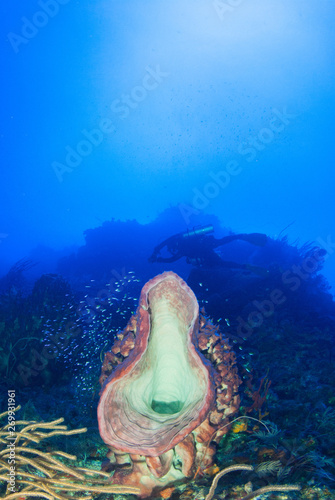 A barrel sponge can be seen on the reef. The sponge has the silhouette of a scube diver above it in the background