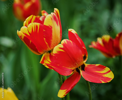 Tulips from New York Botanic garden