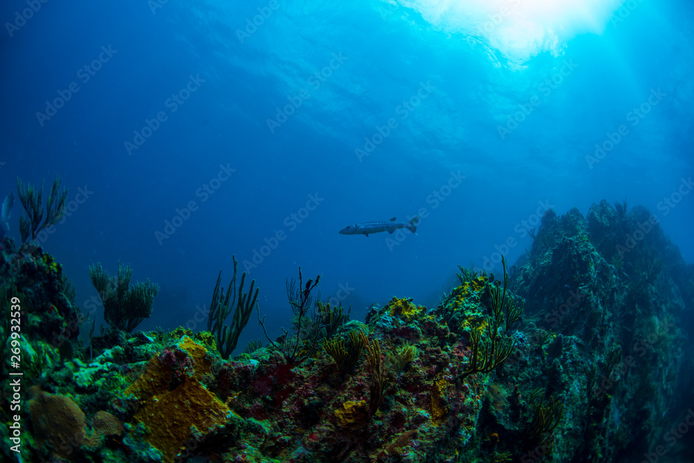 Fototapeta premium A loan barracuda swimming near the Rhone wreck