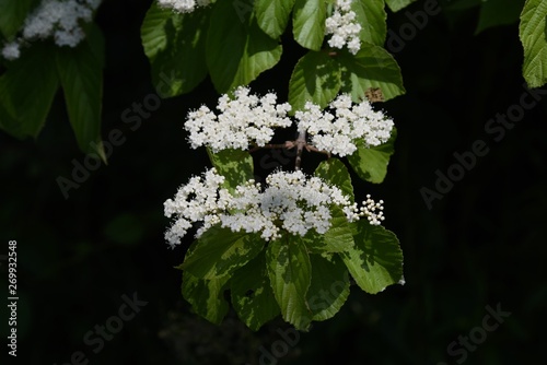 Viburnum wrightii flowers photo