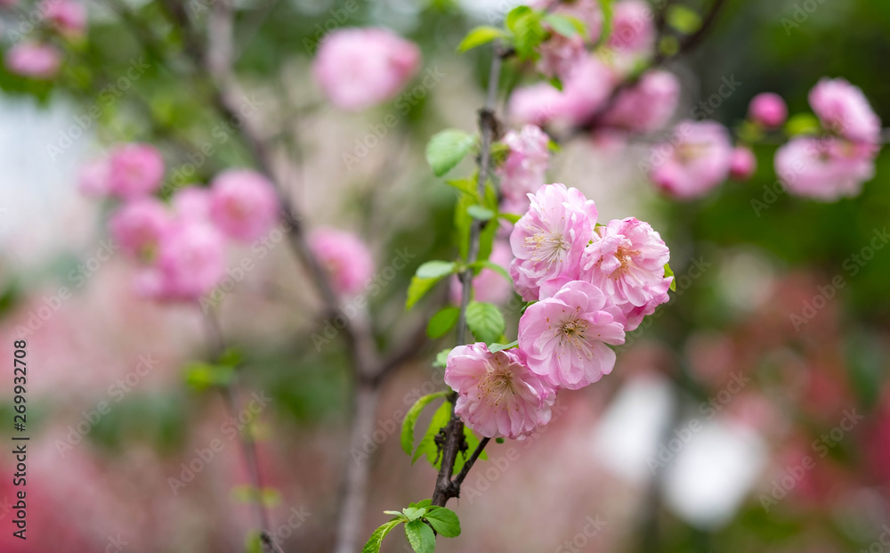 Pink plum blossom is blooming in the park.