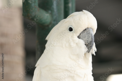 White - crested cockatoo is in the zoo