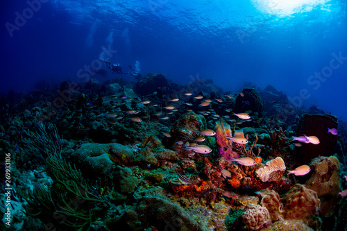 Fototapeta Naklejka Na Ścianę i Meble -  Brown chromis swimming over the reef
