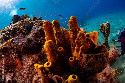 Fototapeta Naklejka Na Ścianę i Meble -  Yellow tube sponges on the reef