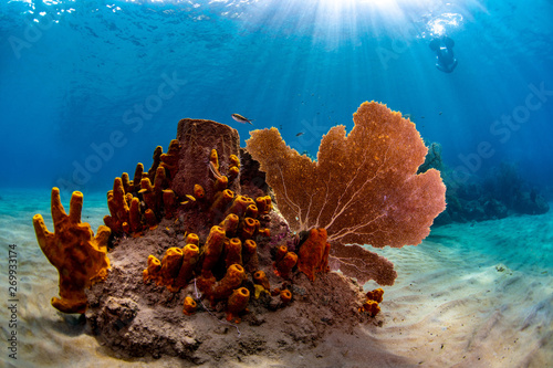 Fototapeta Naklejka Na Ścianę i Meble -  Tube sponges and sea fan on the reef