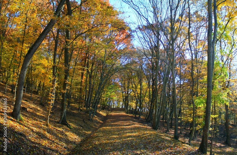Obraz premium a road through forest trees yellowed