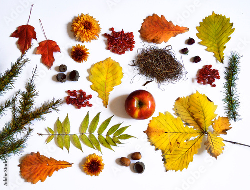 Autumn. White background. Autumn leaves acorn apple and flowers photo