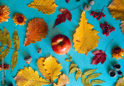 Autumn. Blue background. Autumn leaves acorn apple and flowers. October. photo