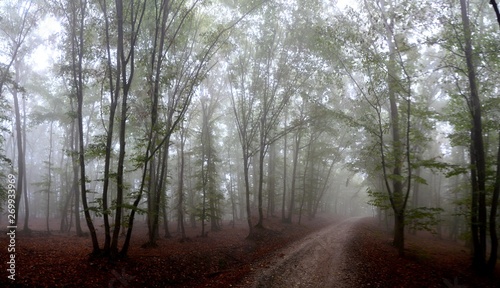 a road through forest with fog