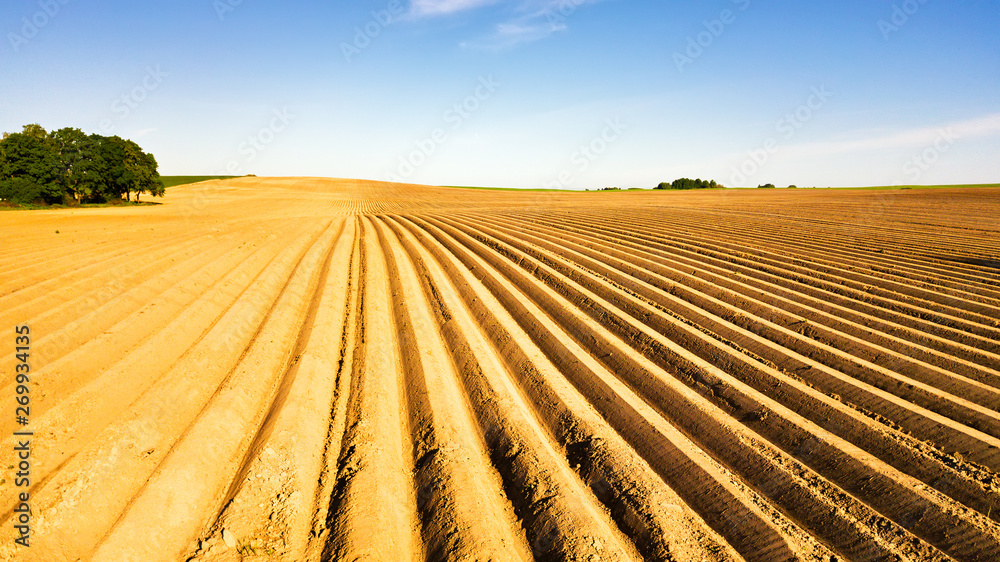 Agricultural landscape, arable crop field. Potatoes field after mechanized planting.