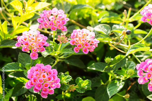 Closeup Of Pink Color Lantana Camara