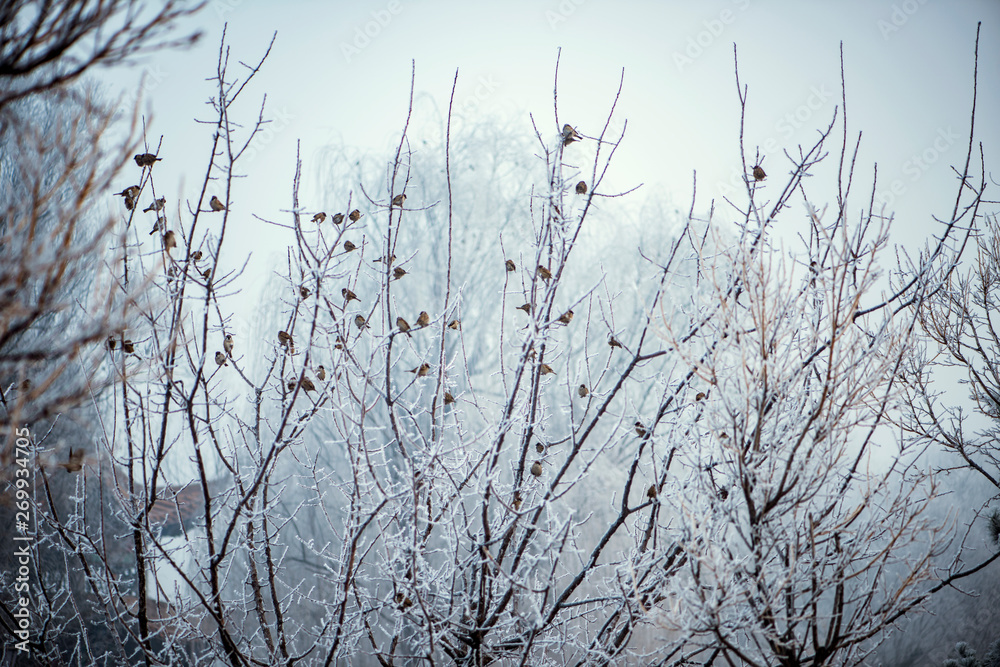 In winter, a group of sparrows landed on the foggy trees, making the background more imaginative. In winter, a group of sparrows landed on the foggy trees, making the background more imaginative.