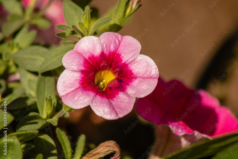 Obraz premium Fioletowe kwiaty