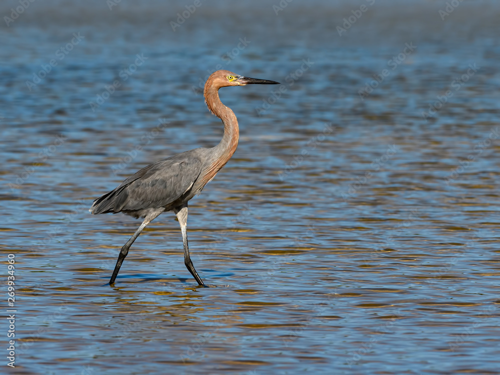 Fototapeta premium Reddish Egret Walking on the Pond
